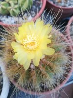 7- parodia magnifica - 12- 7.jpg