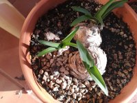 2 amarilis belladonna 6-2-22.jpg