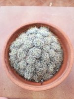 9- mammillaria   duwei   6-9-18.jpg