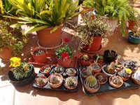 4- cactus y gazanias           10-4-2018.jpg