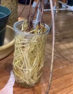 M.Deliciosa colgante Raices aereas Prep.Agua.jpg