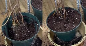 M.Deliciosa colgante Raices aereas Transpl.1o.jpg