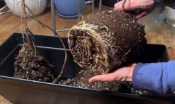 M.Deliciosa colgante Raices aereas Transpl.2o.jpg