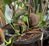 M.Deliciosa colgante Raices aereas Corte Tr.jpg