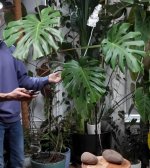 M.Deliciosa colgante Traspl.2o Lim.H.jpg