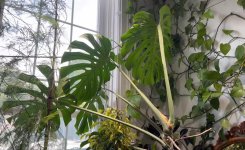 M.Deliciosa colgante 01 Up.jpg