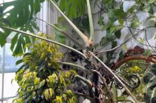 M.Deliciosa colgante 02 Middle Up.jpg