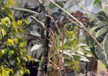 M.Deliciosa colgante 03 Middle Mid.jpg