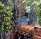 M.Deliciosa colgante 04 Middle Down.jpg