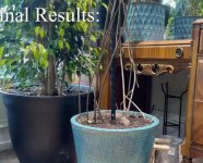 M.Deliciosa colgante 05 Down.jpg