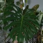 M.Deliciosa colgante new.jpg