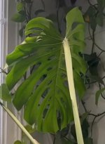 M.Deliciosa colgante new back.jpg