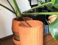 Esquej.Thailandia raices aereas previas.jpg