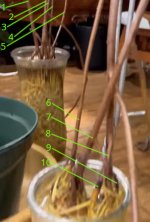 M.Deliciosa colgante R.aereas previas conteo.jpg