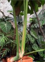 Esquej.Thailandia Num.H.x Rama.jpg