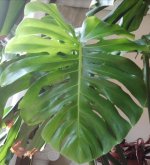 M.Deliciosa 2026-04 R2 H3 down_.jpg