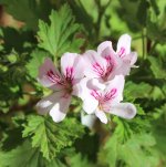 pelargonium-citrodorum.jpg