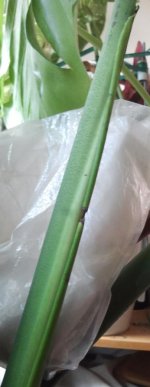 M.Deliciosa 2026-04 R3H2 2o Meristemo-Embrion+_.jpg