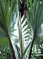 Bismarckia nobilis - Primordio.jpg