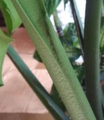 M.Deliciosa - Yema Apical_.jpg