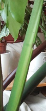 M.Deliciosa - Primordio_.jpg