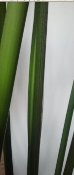 Hoja incipiente - Fase 0.jpg