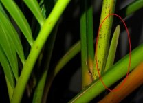 C.Elegans - Primordio 1.jpg