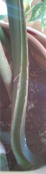 M.Deliciosa - Peciolo_Back_V.jpg