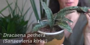 Dracanea Petera.jpg