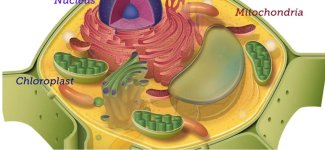 Nucleotic.jpg