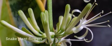 Flower Sanse.jpg