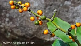 Fruit Draca.jpg