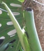 M.Deliciosa 2026-05 R3H3 Brote 1_.jpg M.Deliciosa 2026-05 R3H3 Brote 1_.jpg