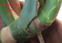 M.Deliciosa Rama+Base Peciolo (descripción).jpg M.Deliciosa Rama+Base Peciolo (descripción).jpg