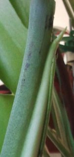 M.Deliciosa 2026-05 R3H3 Brote 0_.jpg
