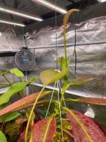 IMG_7572 Nepenthes X miranda # 1.JPG IMG_7572 Nepenthes X miranda # 1.JPG