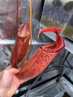 IMG_9922 Nepenthes boschiana X mira # 1.JPG IMG_9922 Nepenthes boschiana X mira # 1.JPG