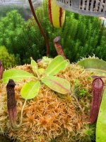 IMG_9928 Nepenthes glandulifera # 1.JPG IMG_9928 Nepenthes glandulifera # 1.JPG