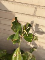 IMG_3969.jpeg