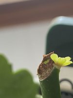 IMG_1039.jpeg