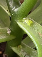 IMG_1040.jpeg