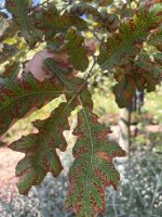 IMG_2769.jpeg