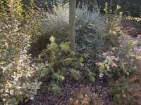 IMG_2777.jpeg