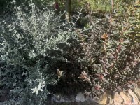IMG_2779.jpeg