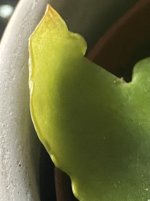 IMG_1136.jpeg