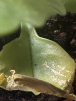 IMG_1137.jpeg