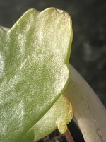 IMG_1138.jpeg