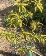 IMG_0879.jpeg
