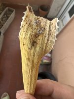IMG_3882.jpeg