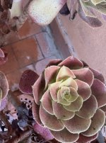 IMG_3890.jpeg